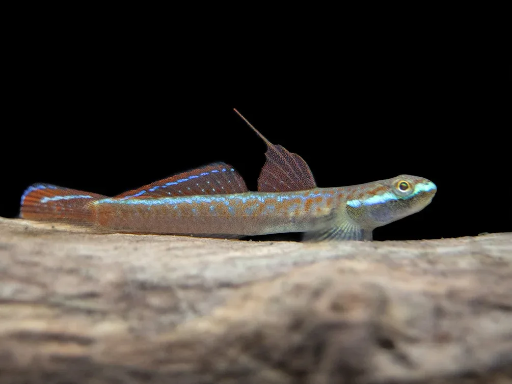 Annie's Dwarf Goby (Stiphodon annieae) - Image 2