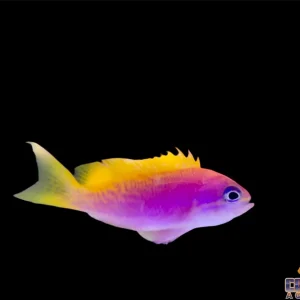 Anthias - Bimaculatus Female