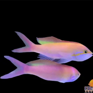 Anthias - Carberryi