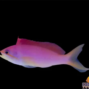 Anthias - Dispar