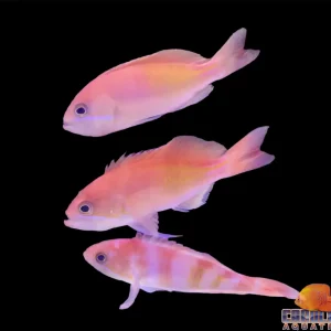 Anthias - Red Fairy