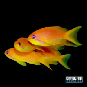 Anthias - Squamipinnis Female