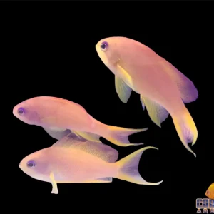 Anthias - Squamipinnis Female Indo