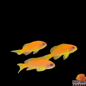 Anthias - Squamipinnis Female Sm