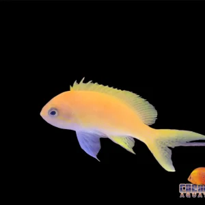 Anthias - Square Female