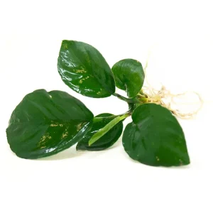 Anubias barteri - Bare Root