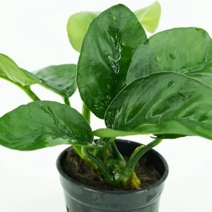 Anubias Barteri Butterfly (Anubias barteri var. Butterfly)