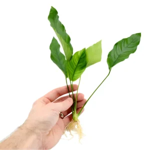 Anubias barteri 'Crispus' (Anubias sp.)