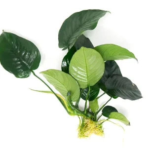 Anubias barteri Large "Broad Leaf," Bare Root