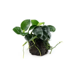 Anubias barteri 'Petite Round' on Lava Stone