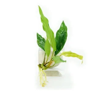 Anubias barteri var. glabra 'Minima'