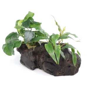 Anubias Barteri Var Nana + Minima on Pterocarpus Wood
