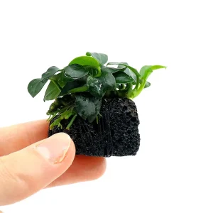 Anubias barteri var. nana 'Petite' on Lava Stone