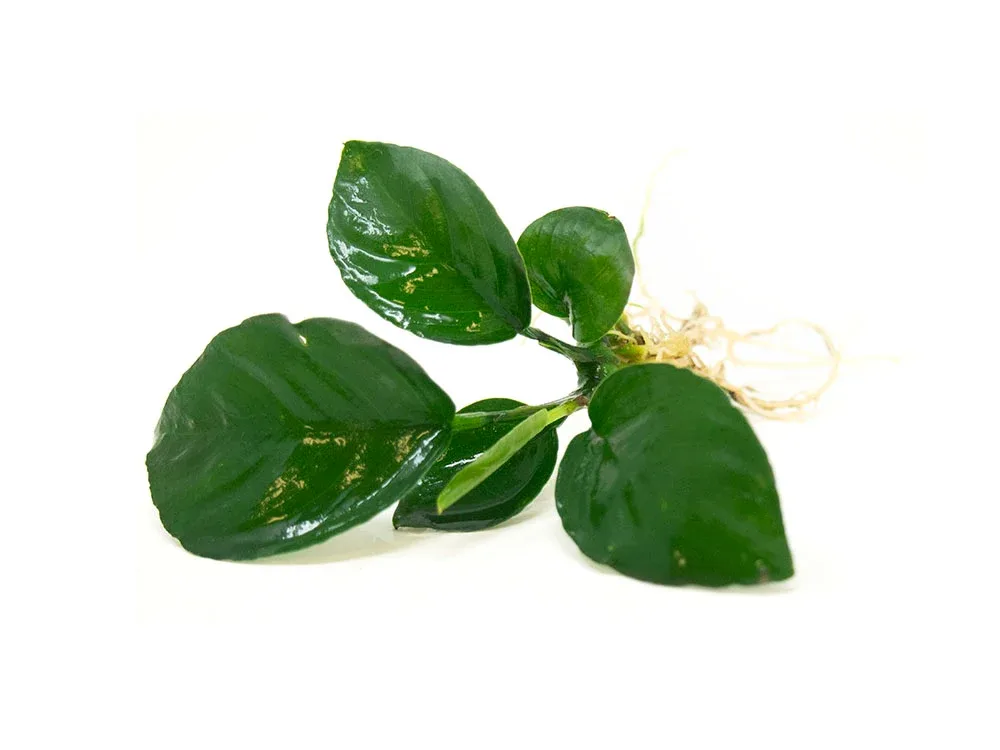 Anubias Beginner Combo Pack - Image 2