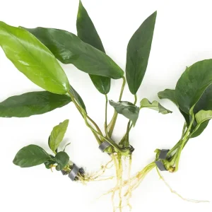 Anubias Beginner Combo Pack