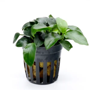 Anubias Bonsai (Anubias barteri var. nana "Bonsai")