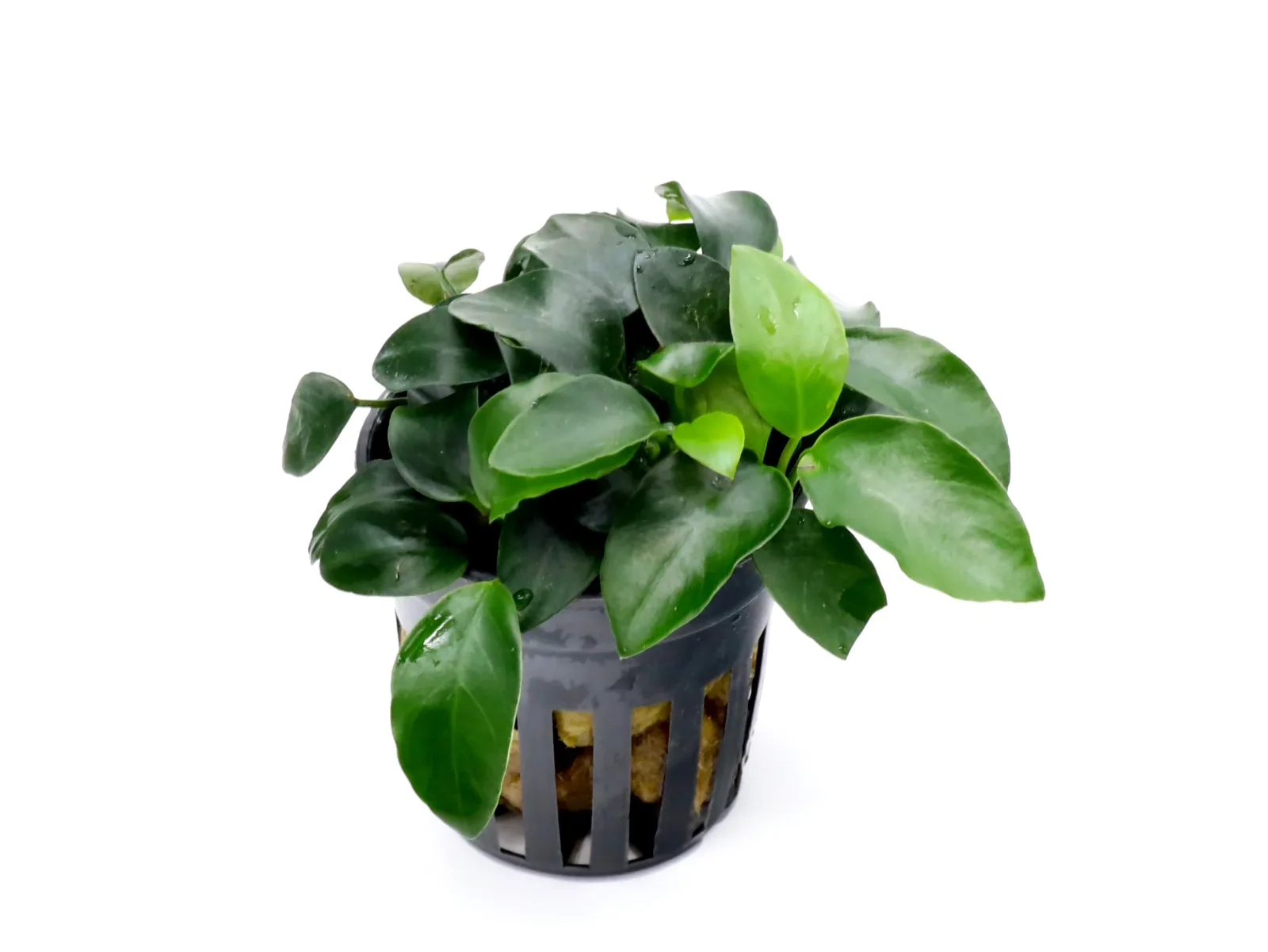 Anubias Bonsai (Anubias barteri var. nana "Bonsai") - Image 2