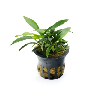 Anubias Chili Jalapeño (Anubias barteri 'Chili Jalapeño')