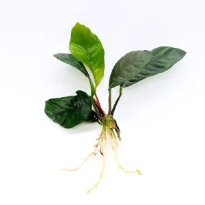 Anubias coffeefolia