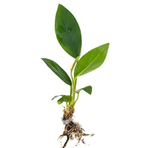 Anubias Congensis (Anubias heterophylla), bare root
