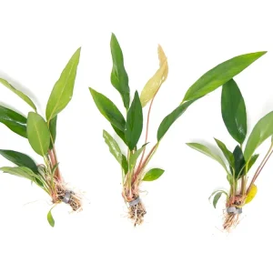 Anubias Frazeri (Anubias barteri x A. heterophylla), bare root