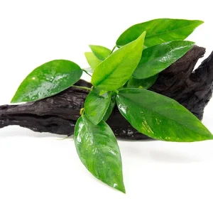 Anubias Frazeri on 6+ inch Driftwood