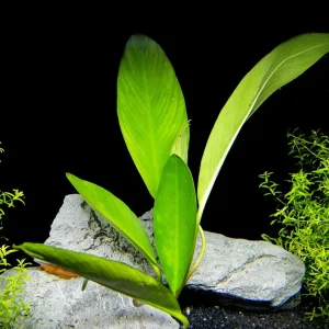 Anubias hastifolia