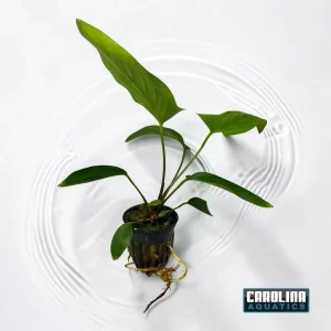 Anubias Hastifolia Potted Lg