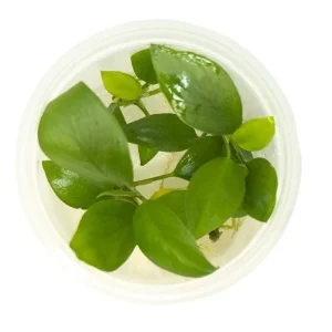 Anubias hastifolia Tissue Culture