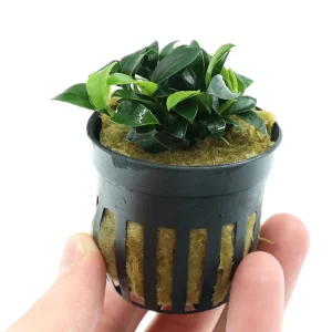 Anubias Jungle Star ( Anubias Barteri "Jungle Star")
