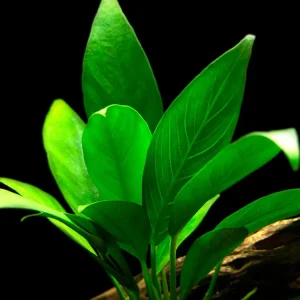 Anubias Lanceolata