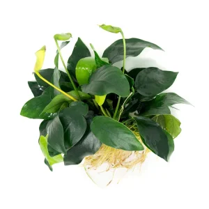 Anubias nana (Anubias barteri var. “nana”) - Bare Root, EXTRA LARGE