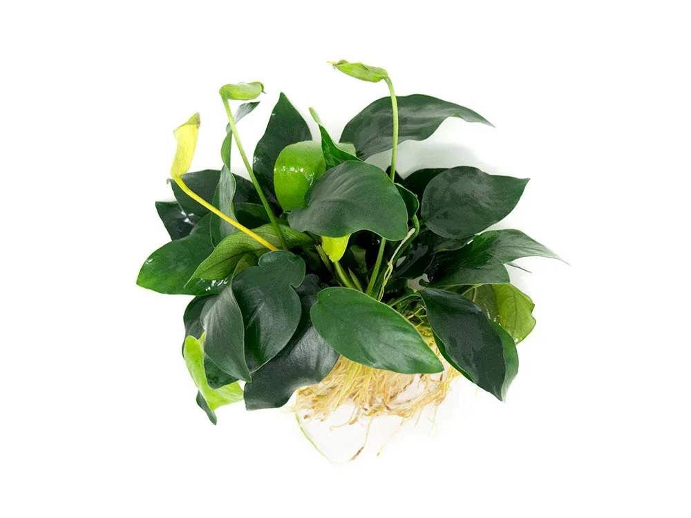 Anubias nana (Anubias barteri var. “nana”) - Bare Root, EXTRA LARGE