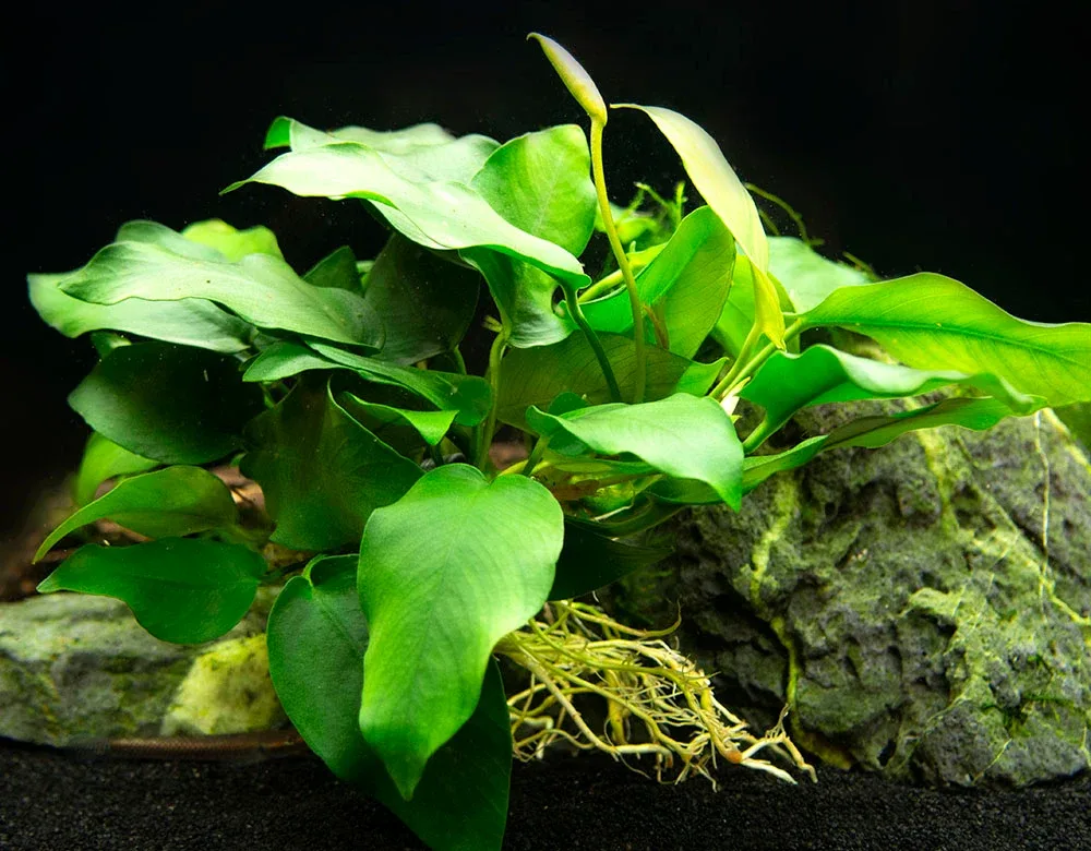 Anubias nana (Anubias barteri var. “nana”) - Bare Root, EXTRA LARGE - Image 2