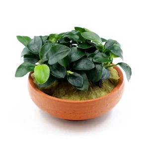 Anubias Nana Petite in Terracotta Pot