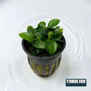 Anubias Nana Petite Potted