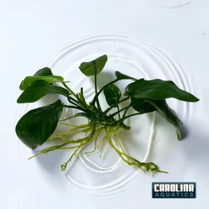 Anubias Nana Sml