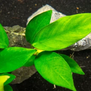 Anubias Nancon (Anubias barteri "Nana" x Anubias afzelii "Congensis"), bare root