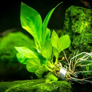Anubias Nangi (Anubias barteri "Nana" x Anubias gilletii)