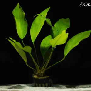 Anubias nangi