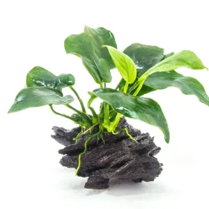 Anubias sp. on Driftwood