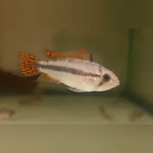 Apisto Cacatuoides Double Red
