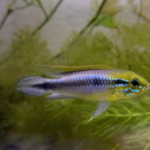 Apistogramma agassizii