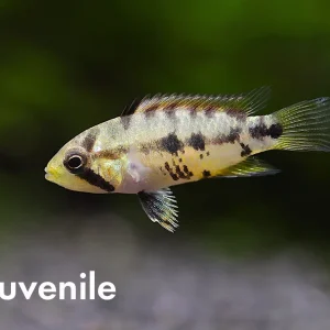 Apistogramma baenschi (Inca) Dwarf Cichlid Fish – Locally Bred
