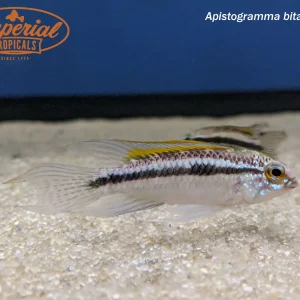 Apistogramma bitaeniata