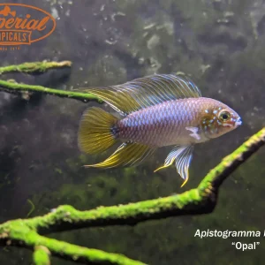 Apistogramma borellii "Opal"