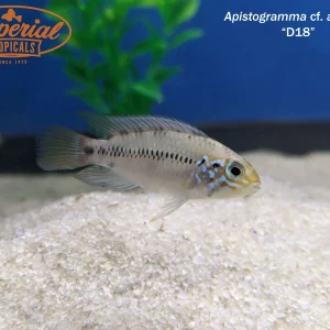Apistogramma cf. alacrina "D18"