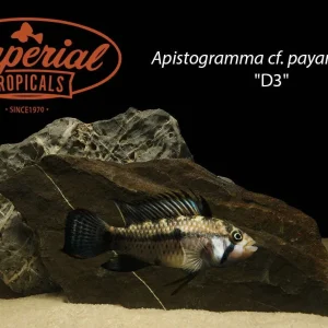 Apistogramma cf. payaminonis "D3"