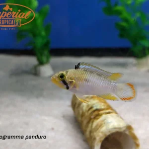 Apistogramma panduro