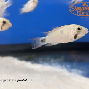 Apistogramma pantalone